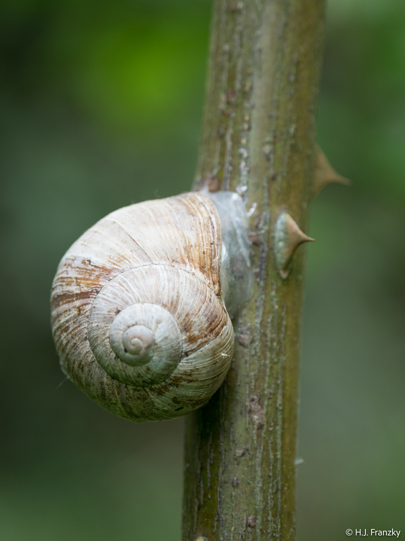 Fakierschnecke20180428P4280488