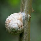 Fakierschnecke20180428P4280488