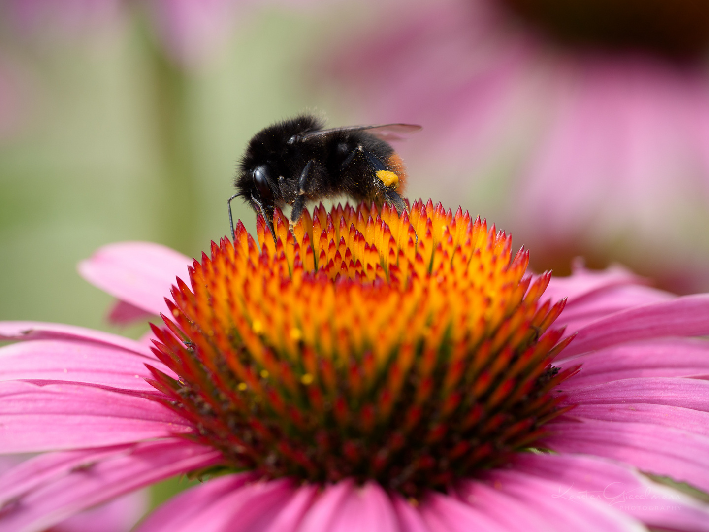 Fakirhummel