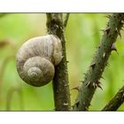 Fakirschnecke_P1020065_20100520