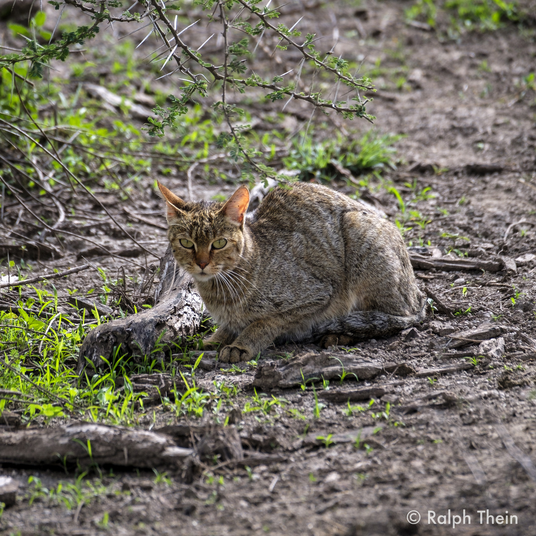 Falbkatze 