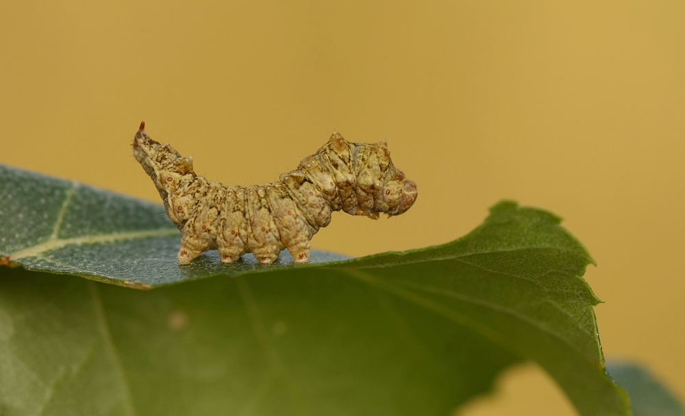 " Falcaria lacertinaria "