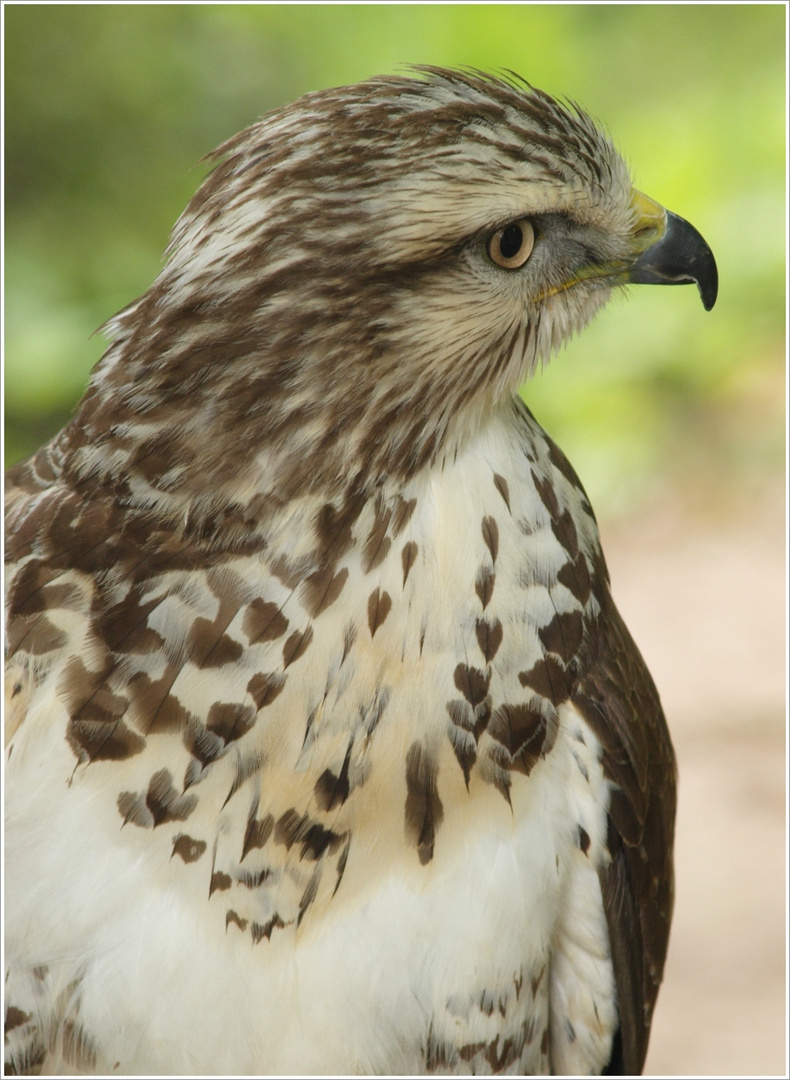 Falcão