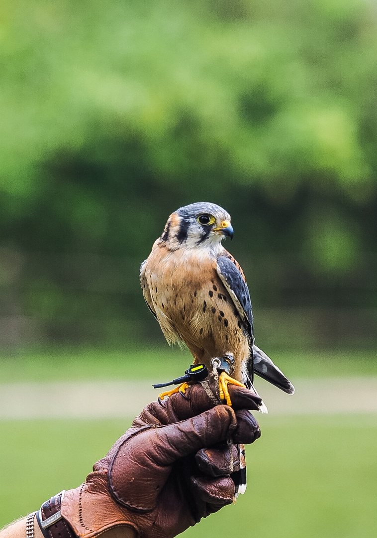 Falco Americano