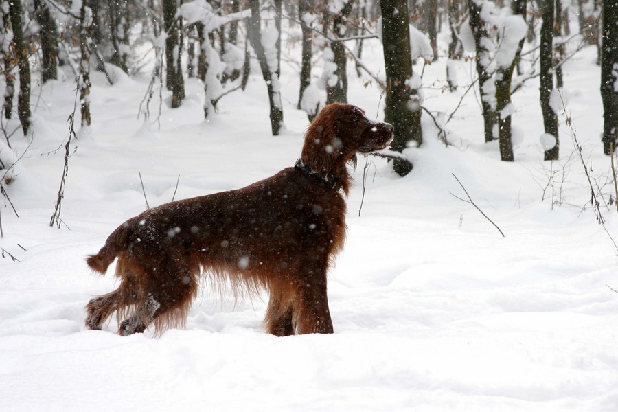 Falco auf der Jagd nach Schneehasen