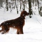 Falco auf der Jagd nach Schneehasen