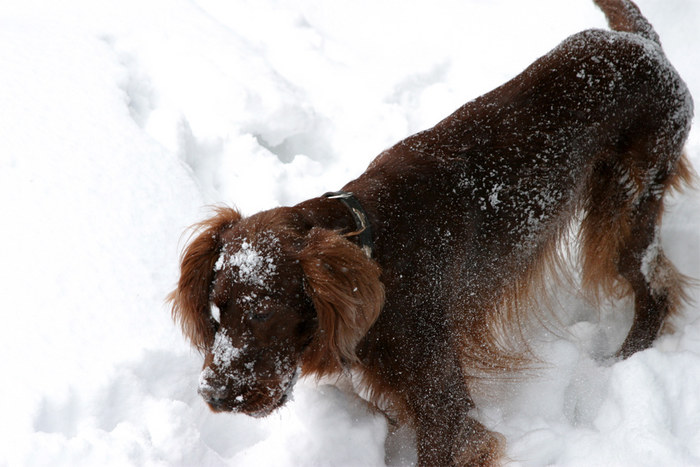 Falco auf der Jagd nach Schneehasen II