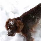 Falco auf der Jagd nach Schneehasen II