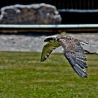 Falco cherrug