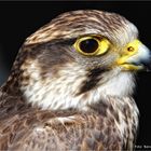 Falco cherrug .... oder  Sakerfalke