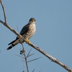 (Falco columbarius columbarius)