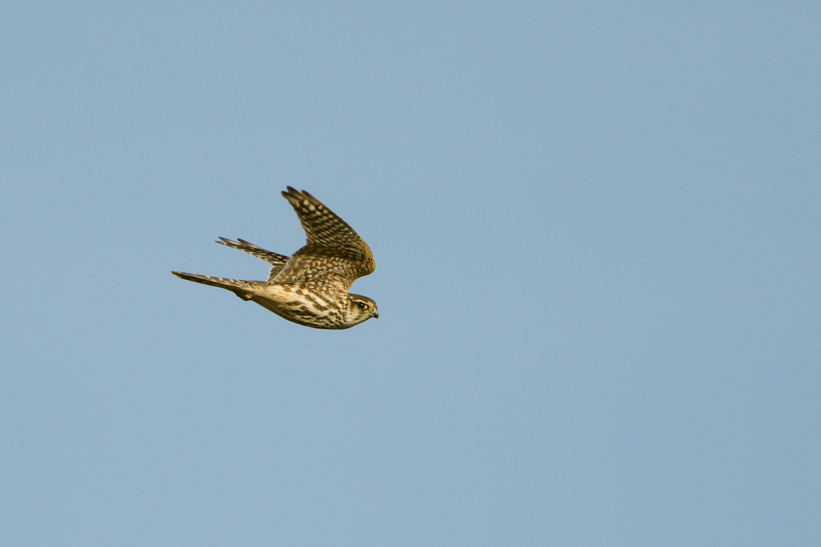 Falco columbarius - Der Merlin