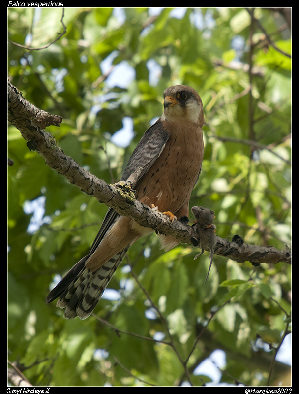 Falco cuculo con preda