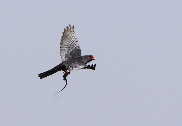 Falco cuculo (Falco vespertinus)