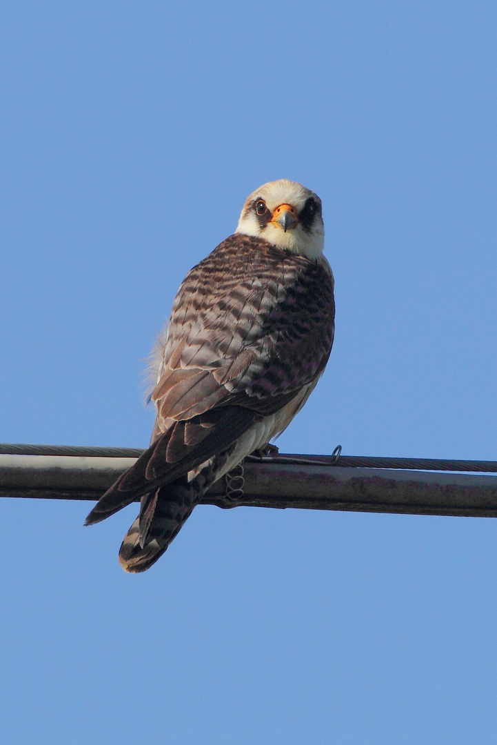 Falco cuculo femmina