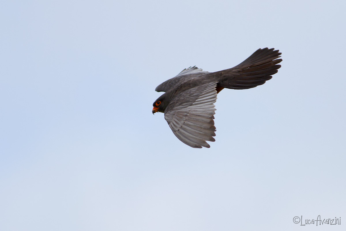 Falco cuculo maschio in volo