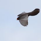 Falco cuculo maschio in volo