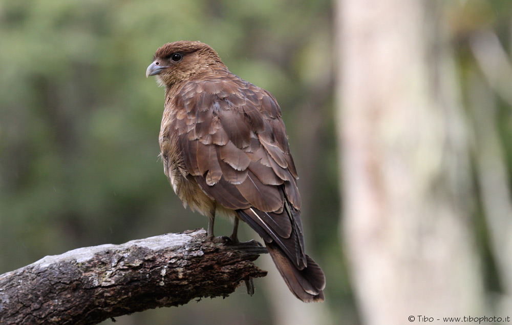 FALCO DELLA PATAGONIA