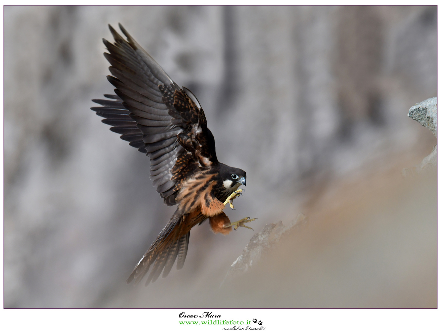 falco della regina #falcoeleonorae www.wildlifefoto.it