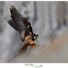 falco della regina #falcoeleonorae www.wildlifefoto.it