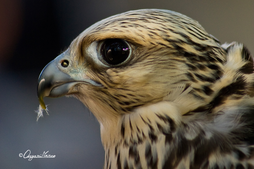 Falco delle nevi