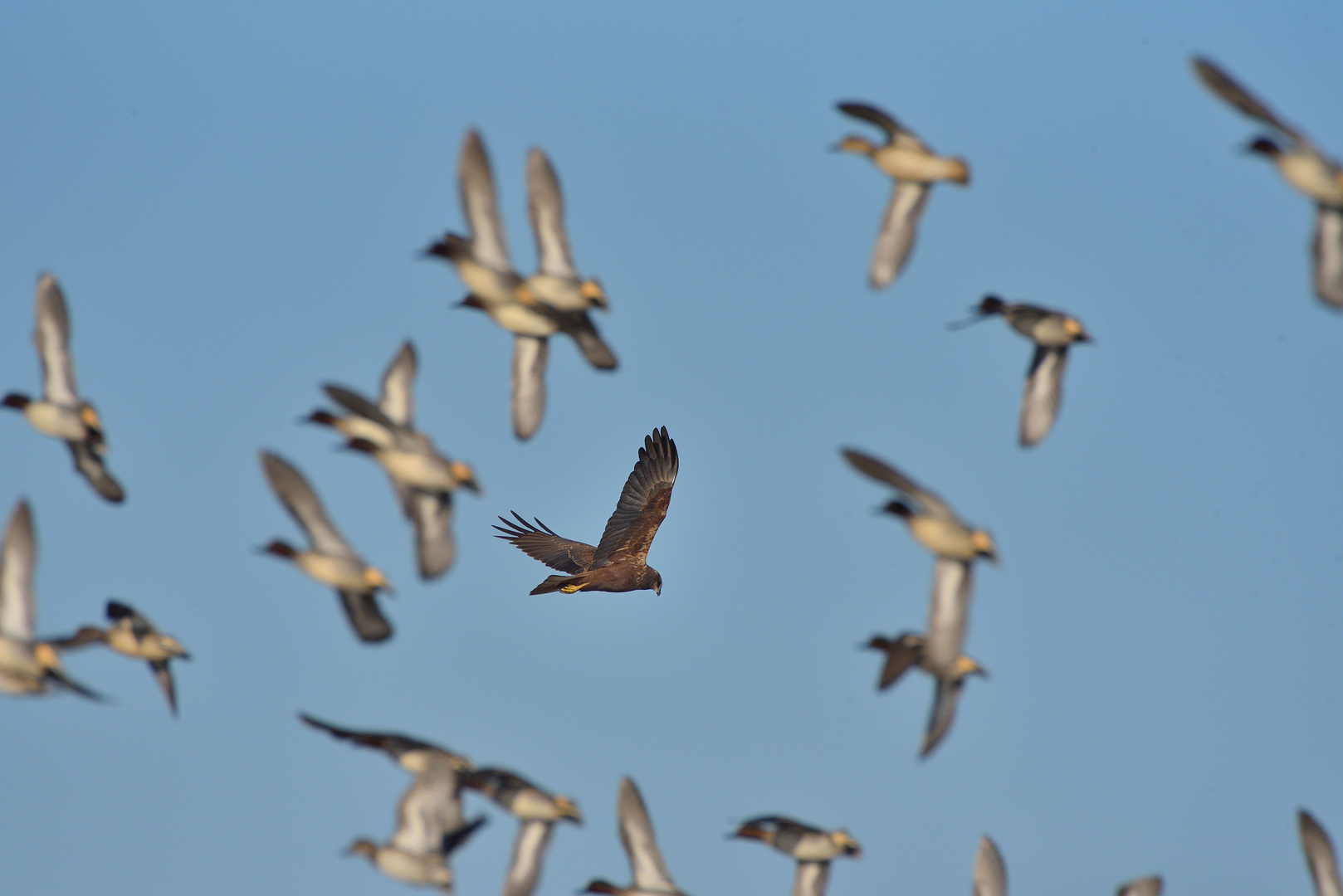 Falco di Padule