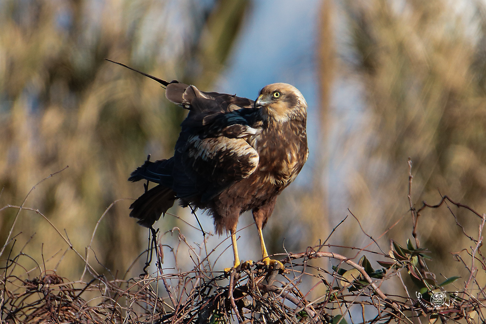 Falco di Palude