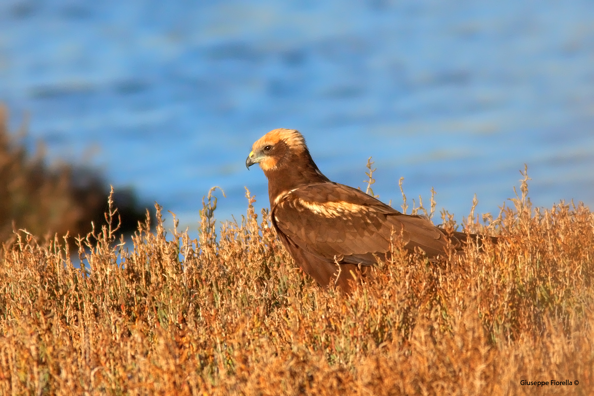 Falco di palude