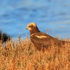 Falco di palude