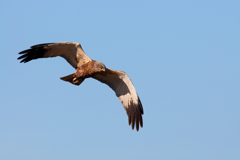 Falco di palude