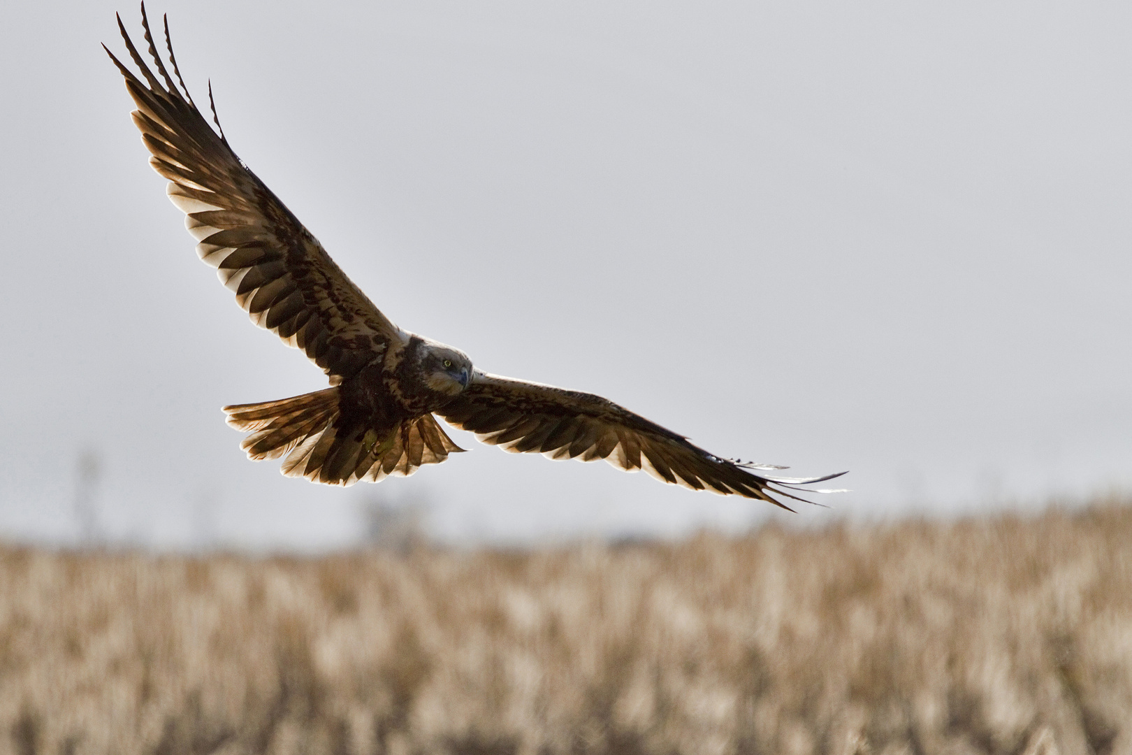 falco di palude