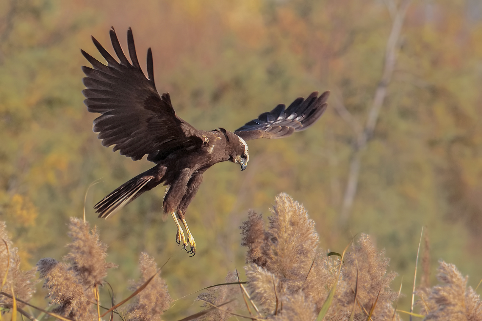 falco di palude