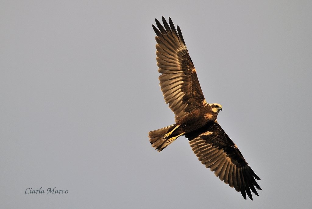 Falco di palude