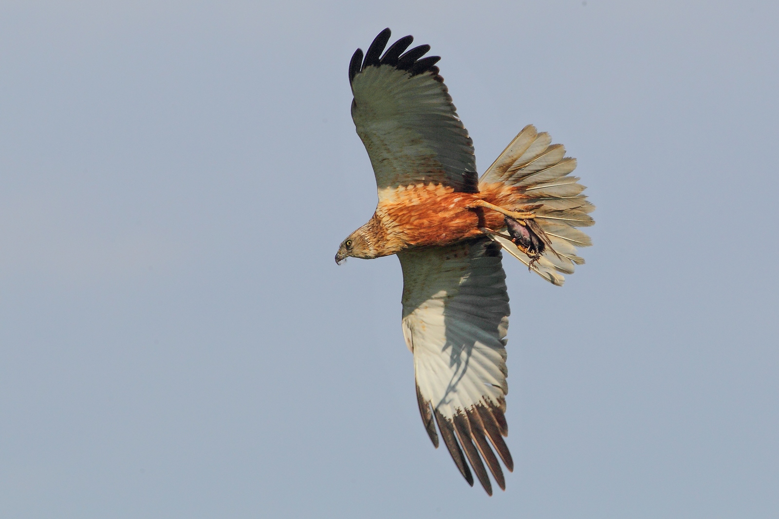 Falco di palude