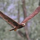 Falco di palude