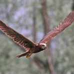 Falco di palude