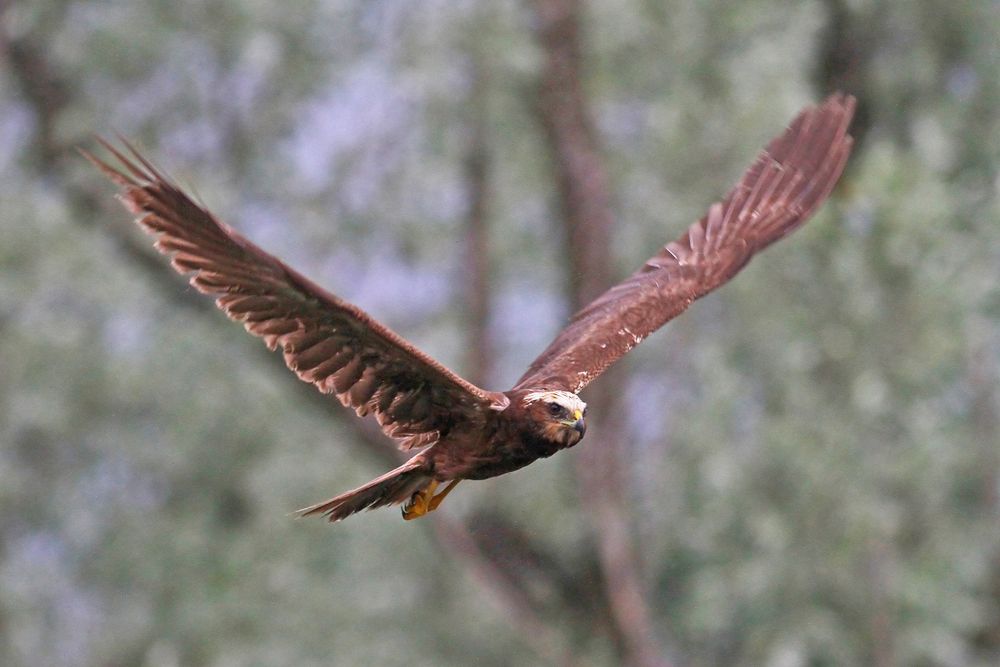 Falco di palude