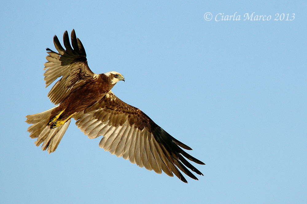 Falco di Palude