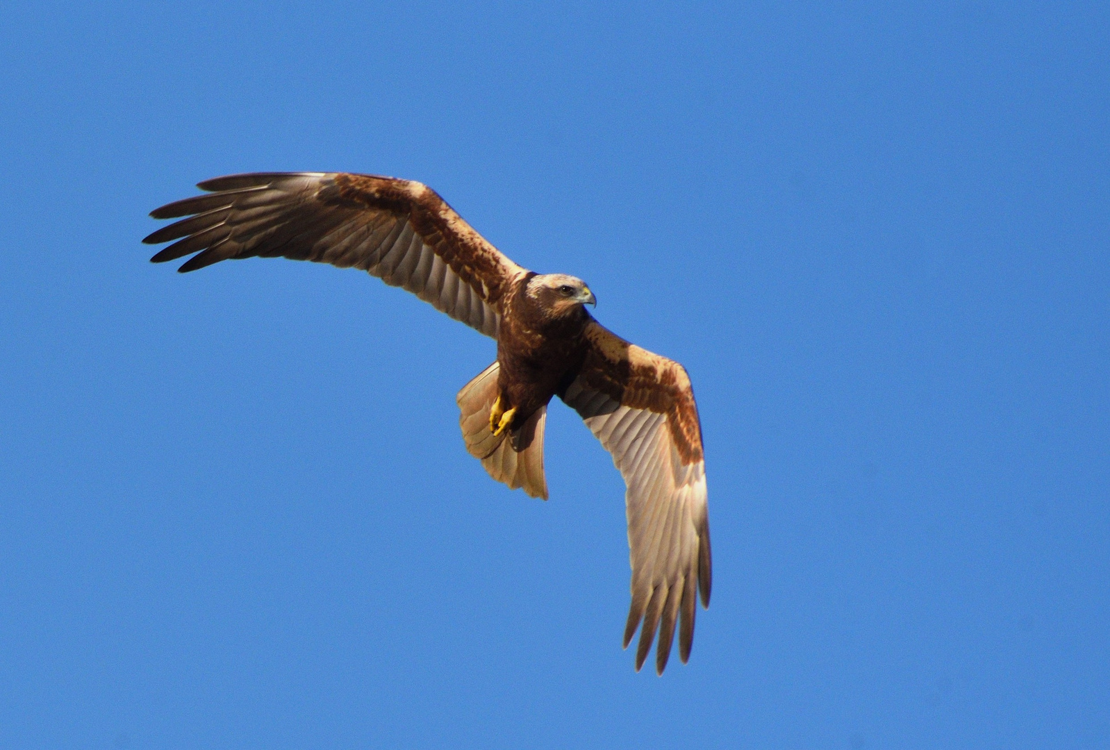 Falco di Palude