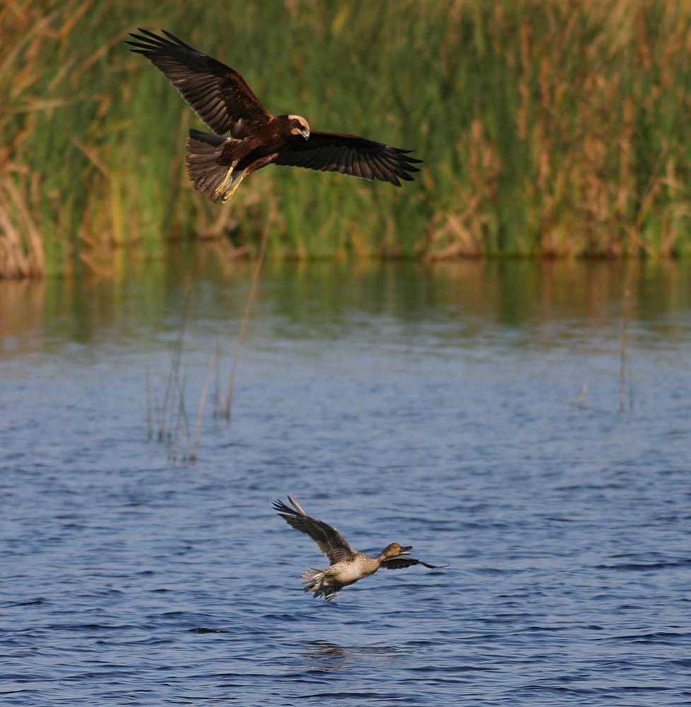 Falco di palude