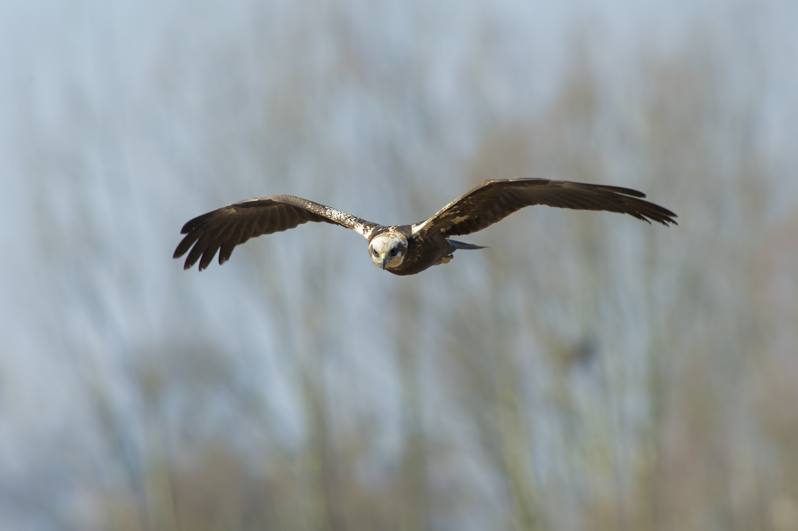 Falco di palude