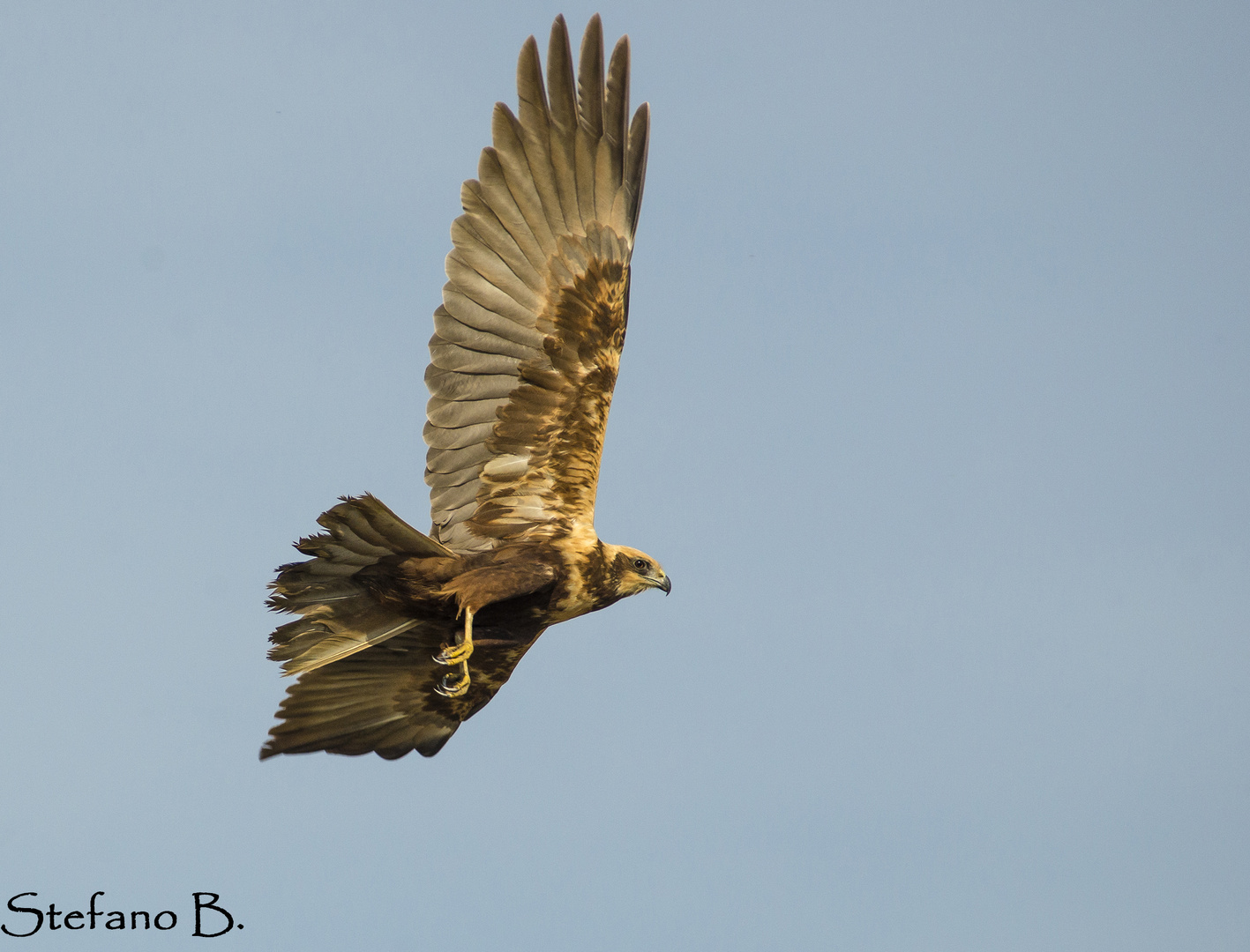 Falco di palude