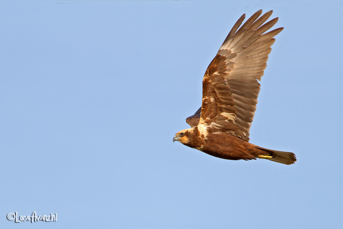 Falco di palude