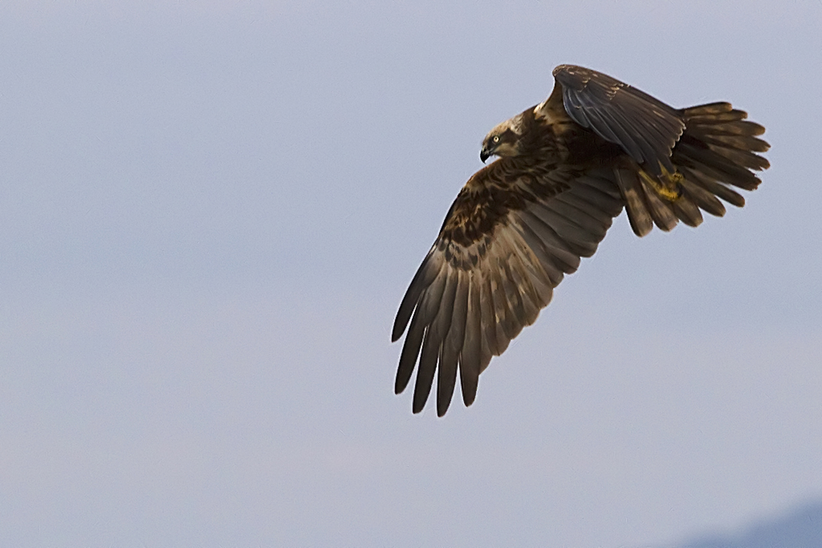 falco di palude