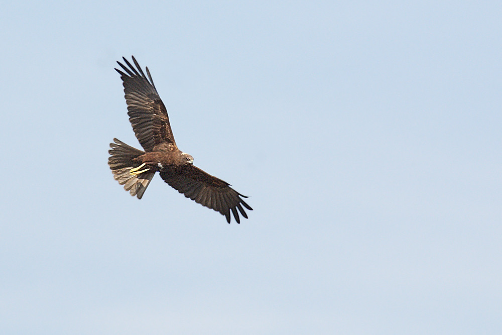 falco di palude femmina