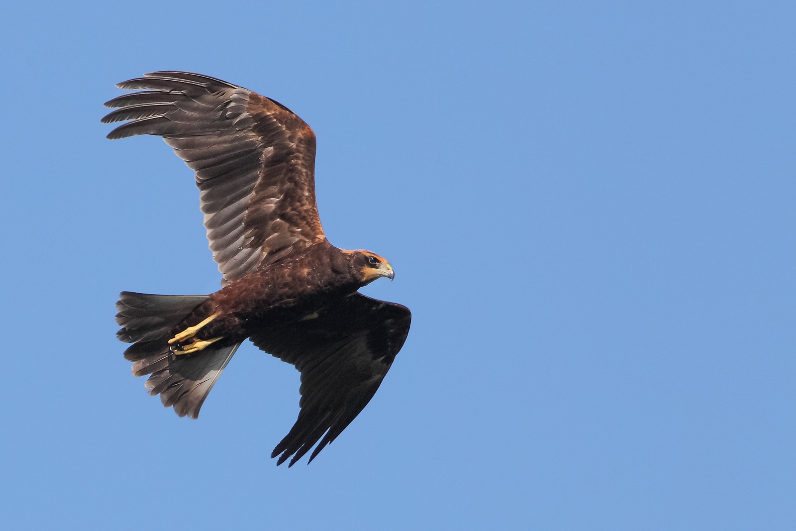 Falco di palude femmina