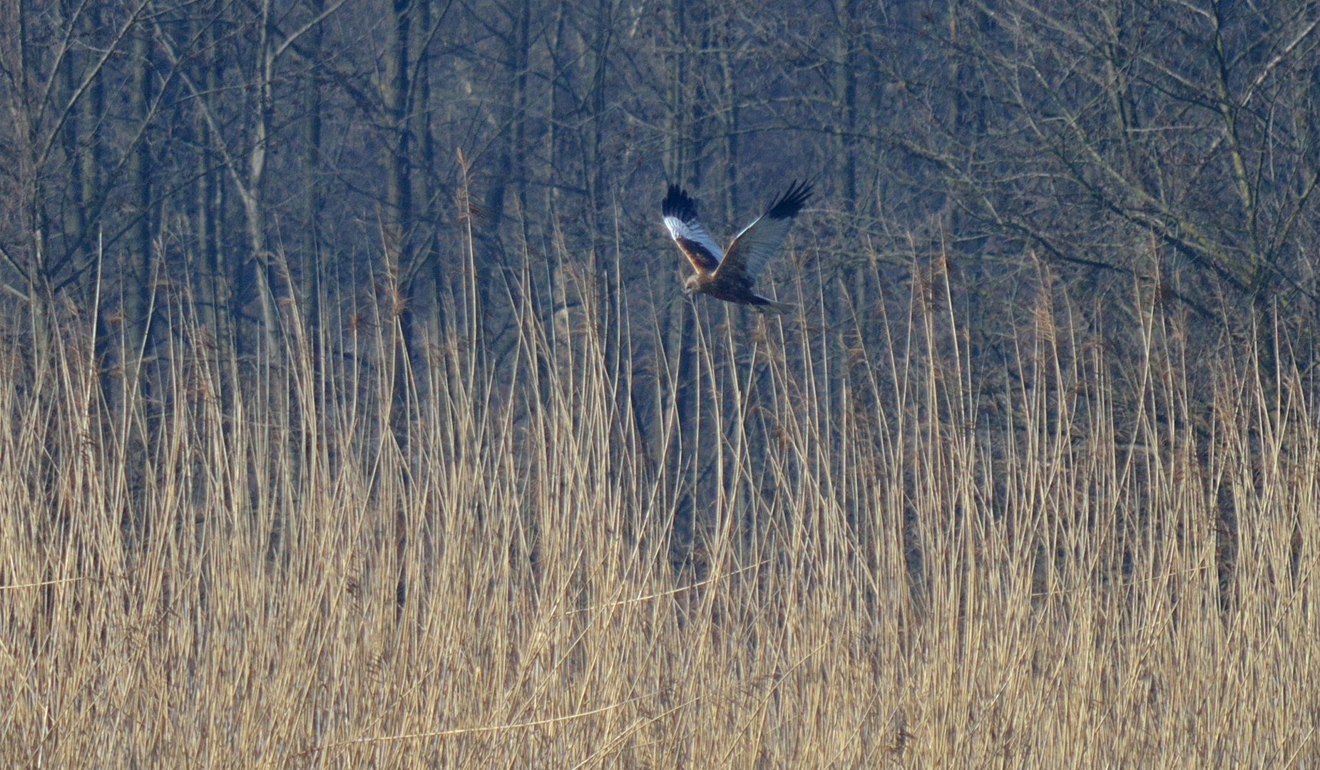 Falco di palude in caccia