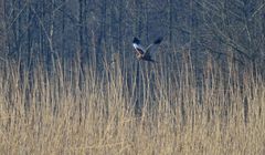 Falco di palude in caccia