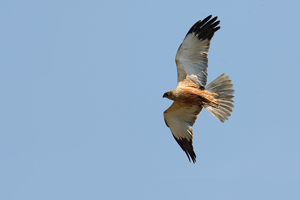 falco di palude maschio