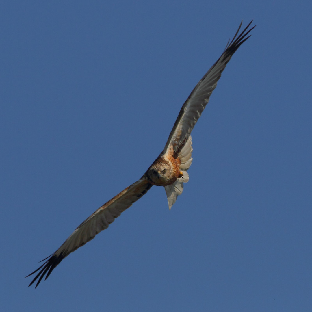 Falco di palude maschio